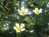 （平成28年5月2日現在）
初夏の日差しを受けてバイカモが咲いています。
緑の藻だけで花をつけていない群落もありますが、花をつけた群落も広がってきました。